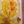 Load image into Gallery viewer, Noah Verrier - 'Corn Flakes' Edition
