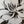 Load image into Gallery viewer, USUGROW - 'REBIRTH' EDITION